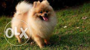 Want a brown color Pomeranian puppy, 50 days within needed,