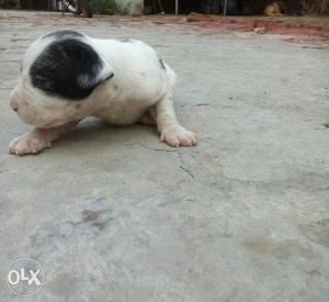 White And Black Short Coated Puppy