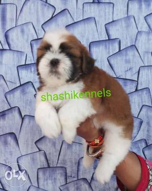 White And Brown Shih Tzu Puppy