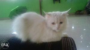 White Cat In Pune