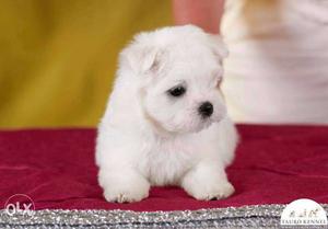 .. White Maltese puppies. Avable pure breed import