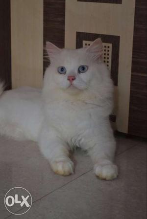 White Persian Ccat