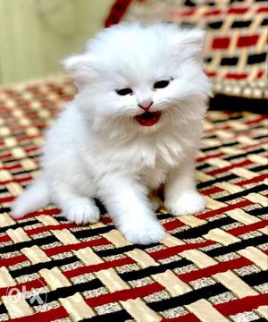 White Persian kittens one month old for sale