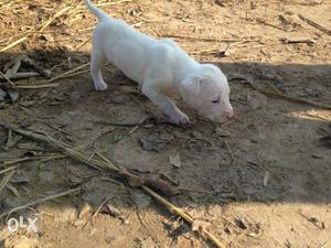 White Short Coat Puppy