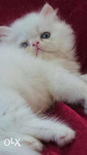 White color Persian male female 5k only