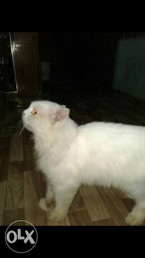 White colour persian cat 6 months male..