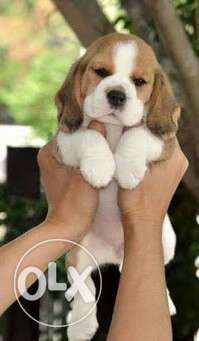 Wonderfull Beagle Puppies for sell at pet nation
