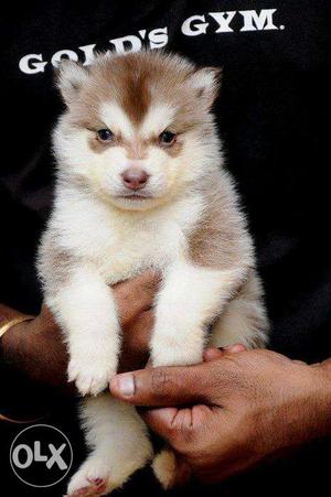 Xtraordinary male and female Siberian Husky for sales in gkm