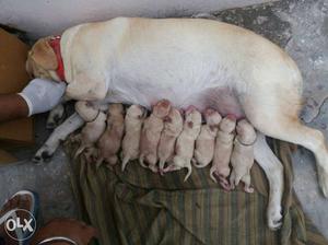 Yellow Labrador Retriever With Puppies Litter