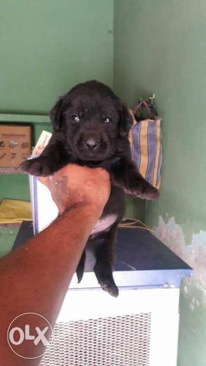 Z black Labrador male  only
