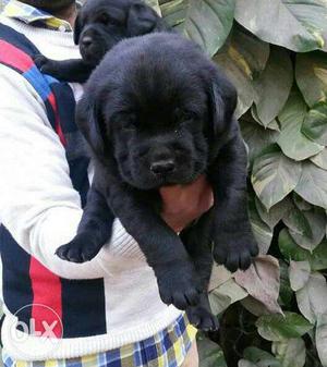 Z black Labrador male puppy for sell of 42days
