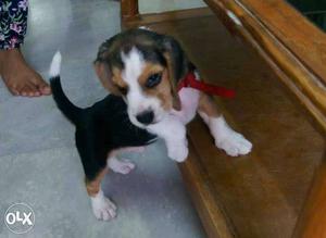 ,, beagle,, 45days,, original breed male