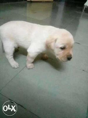  labradore Female available pure breed puppies