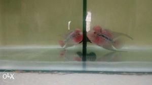 quality flowerhorn with a big tank for reasonable price.