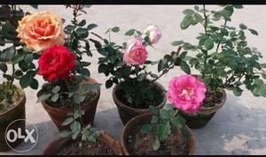 Gorgeous rose plants for your guarden, onlr INR