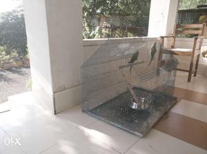 Solid big cage in excellent condition