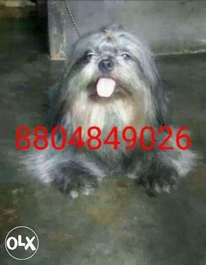 Black sizu dog for sell