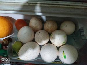 Turkey 10 eggs