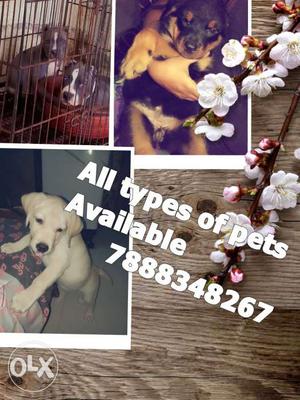 All Types Of Pets Available Photo Collage