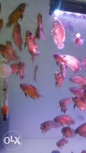 Copper oscar fish 3inch+ transportation available all