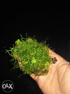 Ricca moss best for making trees in aquarium