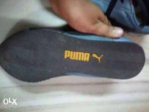 Original ptice 
