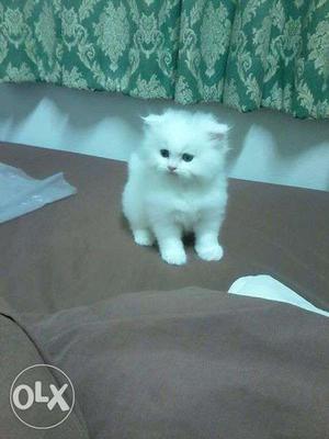 100% golden good quilty pure persian kitten sell cash on