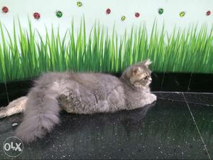 1yr old persian cat - Velvet black with copper