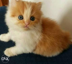 2 month old golden white persian cat