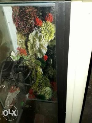 2feet Aquariam with all accerious and cover and