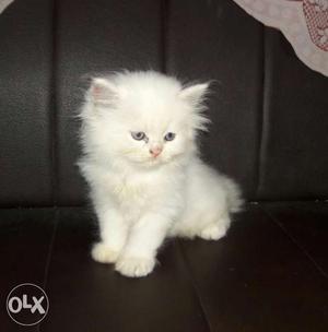 3 month old male and female white persian kittens.