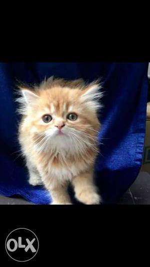 3 months old Persian kitten urgent sell,pure breed