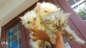 4 kittens & mother cat for sale