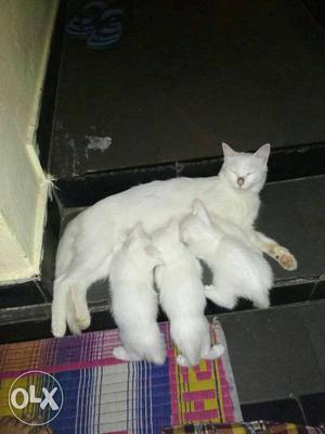 4 white cat 3 chote 1 badi
