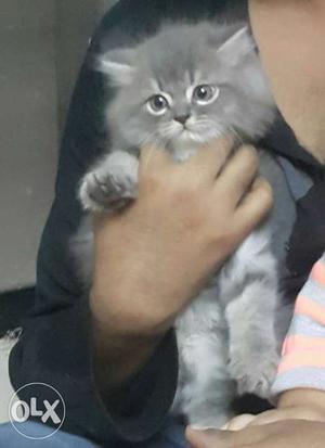 45 daya grey persian male kitten.