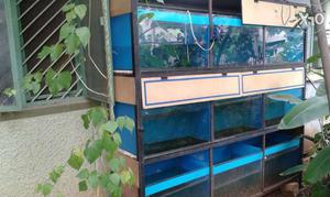 9 number  aquariums with heavy gauge iron stand.