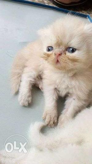 A1 white pure golden persian kitten sale cash on dilevery in