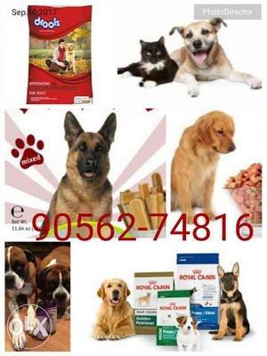 All type import DoG food Top quality available Any
