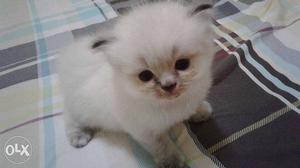 Available in white colour Persian kitten and cat for sale.in