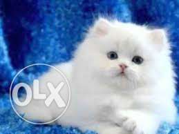 Beaut pure persian breed kitten sell..cash on delivery all