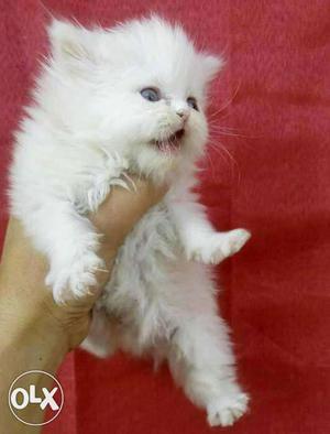 Beautiful Persian kittens and cats Sale all Place for sale.