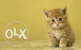 Beautiful So Nice Persian Kittens & Cats For Sale in rajkot