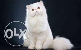 Beautiful So Nice Persian Kittens & Cats Sale for in