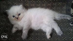 Beautiful in white colour Persian kitten and cat for sale.in