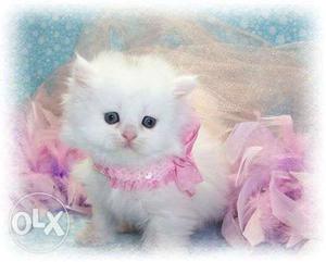 Best Sell Persian kitten Persian cat and kittens sale, all