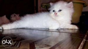 Best Sell Persian kitten Persian cat and kittens sale, in