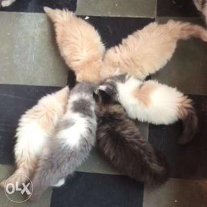 Best quality kittens available all colours