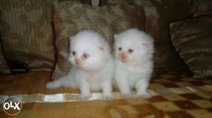 Best qualityPersian kitten available delivery in