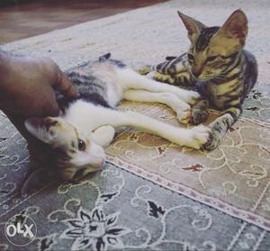 Black Tabby Kitten; White And Black Calico Kitten