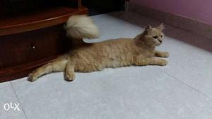Brown persian female cat 8 months old